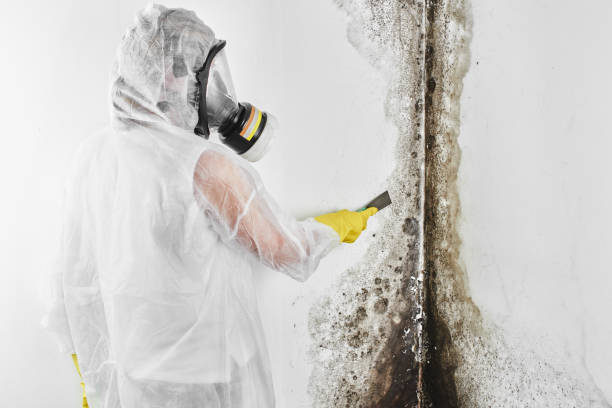 Trusted Austintown, OH Mold Prevention & Removal  Experts