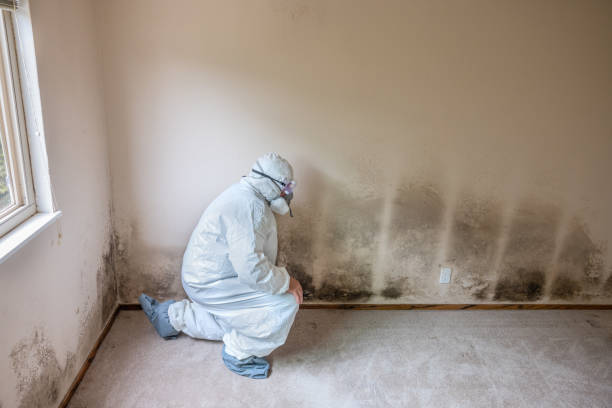 Best Mold Prevention Services  in Austintown, OH